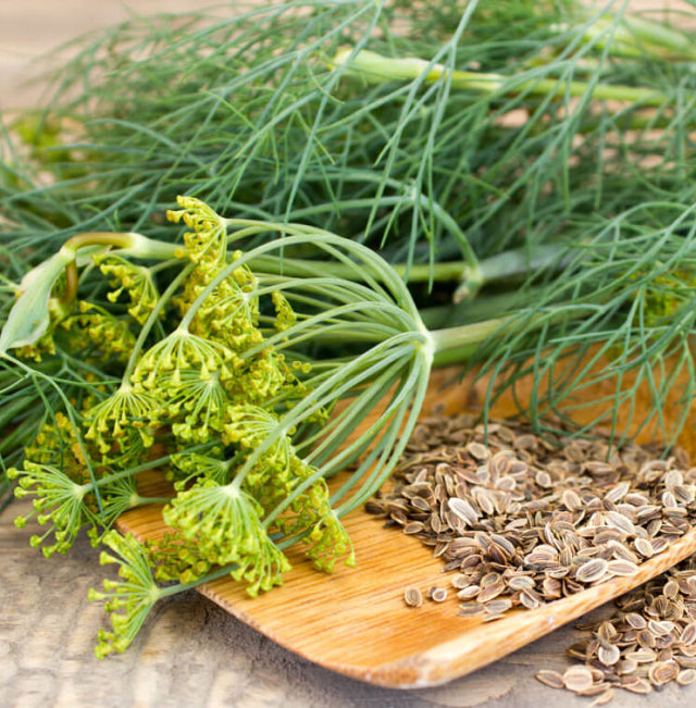 Dill