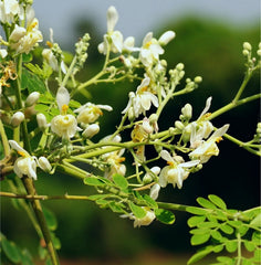 50% Off | Latch® Milk Booster