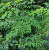 Moringa