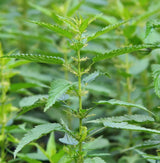 Nettle